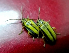 Xanthogaleruca luteola