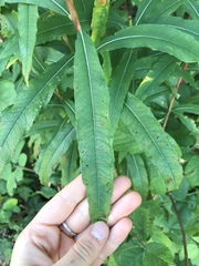 Chamaenerion angustifolium