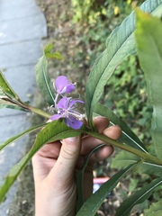 Chamaenerion angustifolium