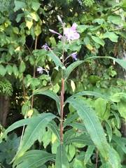 Chamaenerion angustifolium