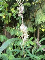 Chamaenerion angustifolium