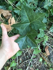 Hedera helix