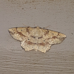 Euchlaena deplanaria