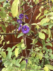 Lycianthes rantonnetii