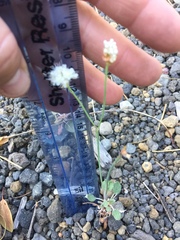 Eriogonum nudum nudum