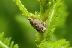 Syricoris lacunana