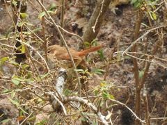 Ochetorhynchus andaecola