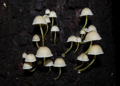 Mycena subviscosa