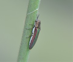 Agrilus rubrovittatus