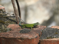 Sceloporus hondurensis