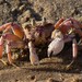 Pink Ghost Crab - Photo (c) markus lilje, some rights reserved (CC BY-NC-ND), uploaded by markus lilje