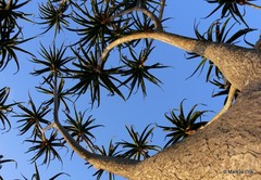 Aloidendron barberae
