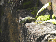 Sceloporus hondurensis