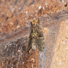 Antithemerastis acrobela