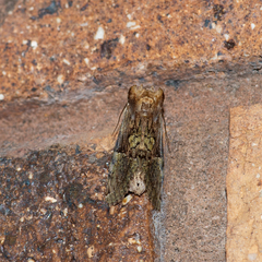 Antithemerastis acrobela