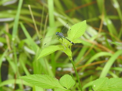 Micrathyria paulsoni