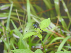 Micrathyria paulsoni