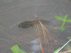 Lithobates lenca