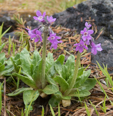 Primula pumila