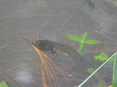 Lithobates lenca