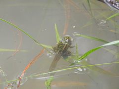 Lithobates lenca