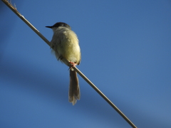 Prinia flaviventris