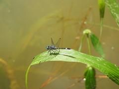 Micrathyria paulsoni