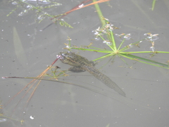 Lithobates lenca