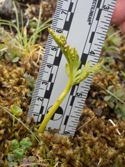 Botrychium lanceolatum