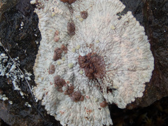 Placopsis lambii