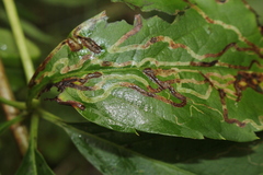 Phyllocnistis ampelopsiella