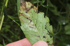 Phyllocnistis ampelopsiella