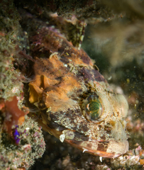 Hemilepidotus hemilepidotus