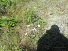 Symphyotrichum laeve laeve