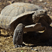 Desert Tortoise - Photo (c) Mike Baird, some rights reserved (CC BY)