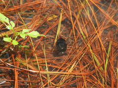 Megadytes