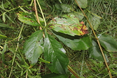 Phyllocnistis ampelopsiella