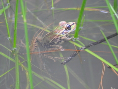 Lithobates lenca
