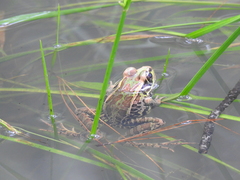 Lithobates lenca
