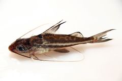Pictus Catfish photo 4