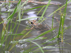 Lithobates lenca