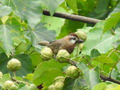 Pterorhinus sannio