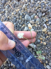 Eriogonum nudum nudum