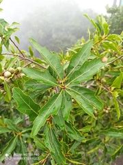 Quercus canbyi