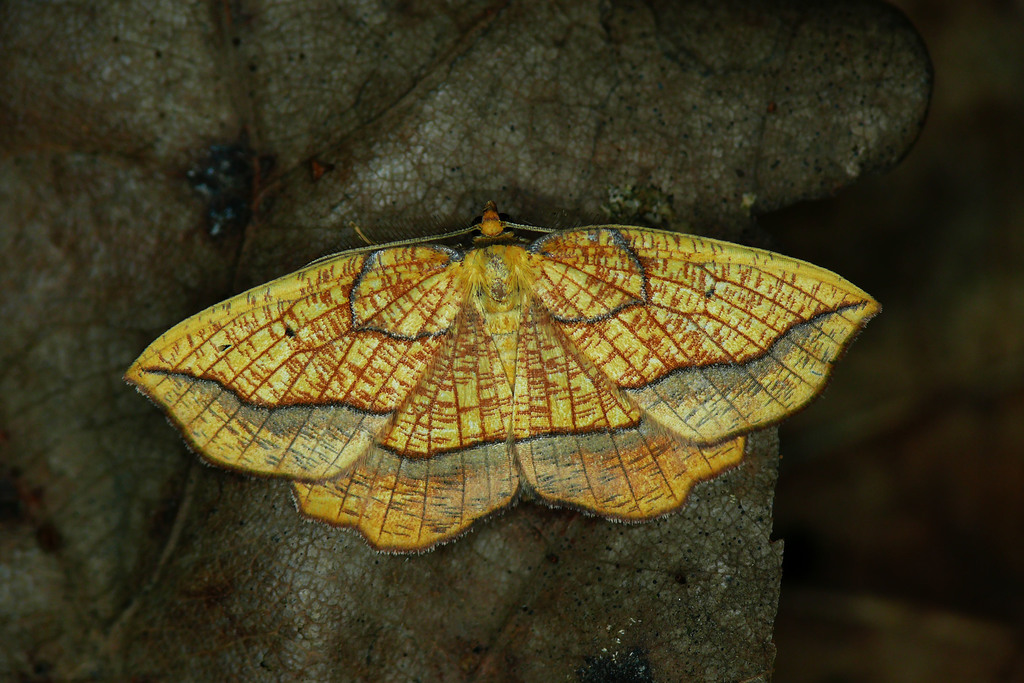 Bordered Beauty, photo 1 of 10