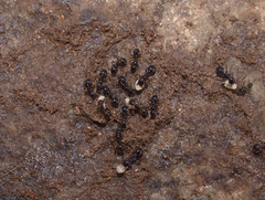 Chelaner antarcticus