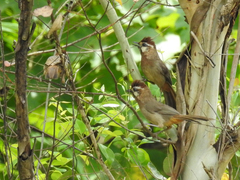 Pterorhinus sannio