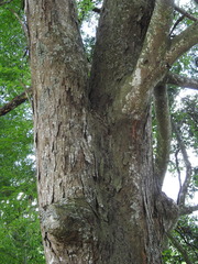 Liquidambar gracilipes