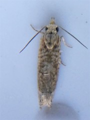 Eucosma ochrocephala