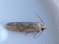 Eucosma ochrocephala